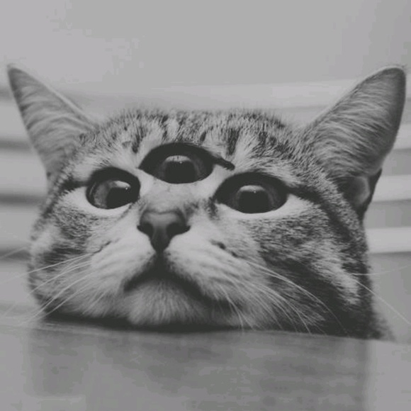 popped_tart